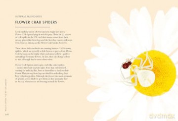 Planting Wildflowers A Growers Guide - Jane Moore [KSIĄŻKA]