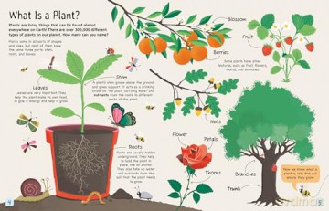 Plants Where Do They Grow - Annabel Griffin [KSIĄŻKA]