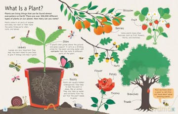 Plants Why Do We Need Them - Annabel Griffin [KSIĄŻKA]