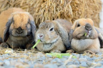 Rabbits - Tom Jackson [KSIĄŻKA]