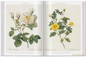 Redoute Roses - Taschen [KSIĄŻKA]