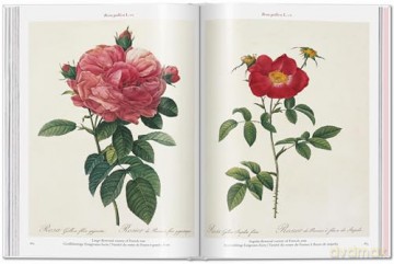 Redoute Roses - Taschen [KSIĄŻKA]