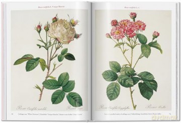Redoute Roses - Taschen [KSIĄŻKA]