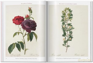 Redoute Roses - Taschen [KSIĄŻKA]