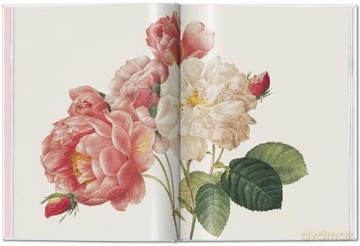 Redoute Roses - Taschen [KSIĄŻKA]