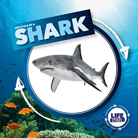 Shark - Kirsty Holmes [KSIĄŻKA]