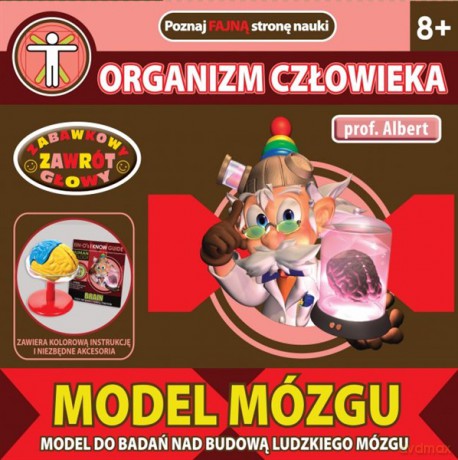 Dromader Prof. Albert Model Mózgu [ZABAWKA]
