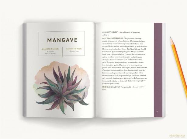 SUCCULENTS: An Illustrated Field Guide (Illustrated Field Guides) - Dr. Kit Carlson [KSIĄŻKA]