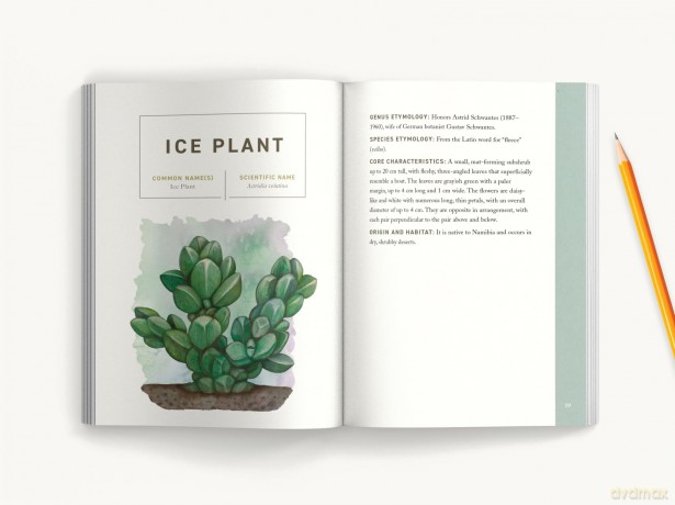SUCCULENTS: An Illustrated Field Guide (Illustrated Field Guides) - Dr. Kit Carlson [KSIĄŻKA]