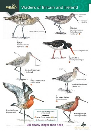 Waders Of Britain And Ireland - Unknown [KSIĄŻKA]