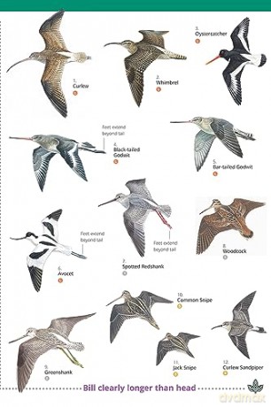 Waders Of Britain And Ireland - Unknown [KSIĄŻKA]