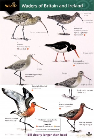 Waders Of Britain And Ireland - Unknown [KSIĄŻKA]