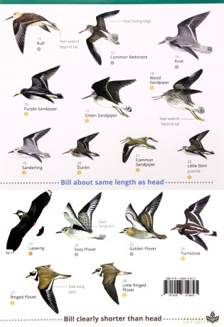 Waders Of Britain And Ireland - Unknown [KSIĄŻKA]