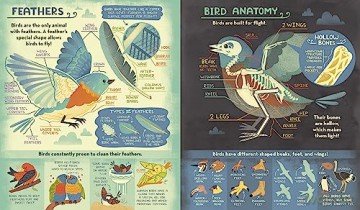 Whats Inside A Birds Nest - Rachel Ignotofsky [KSIĄŻKA]