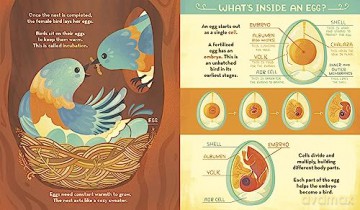 Whats Inside A Birds Nest - Rachel Ignotofsky [KSIĄŻKA]