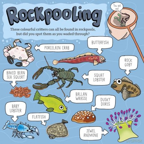 Who Rules The Rockpool - Matty Long [KSIĄŻKA]