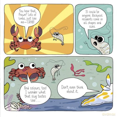 Who Rules The Rockpool - Matty Long [KSIĄŻKA]