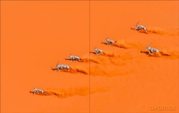 Why We Photograph Animals - Huw Lewis-Jones [KSIĄŻKA]