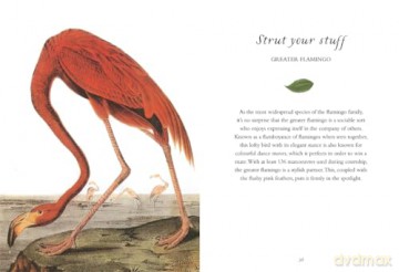 Wisdom Of Birds - Alison Davies [KSIĄŻKA]