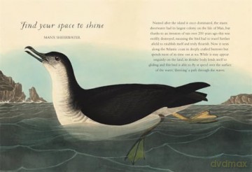 Wisdom Of Birds - Alison Davies [KSIĄŻKA]