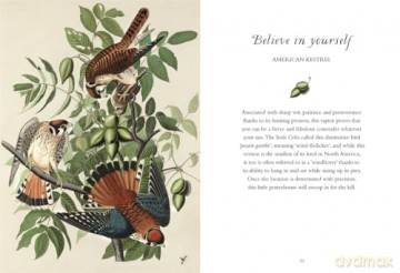 Wisdom Of Birds - Alison Davies [KSIĄŻKA]