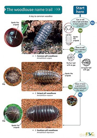 Woodlouse Name Trail - Field Studies Councl [KSIĄŻKA]
