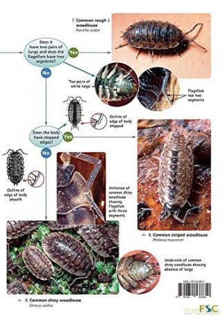 Woodlouse Name Trail - Field Studies Councl [KSIĄŻKA]