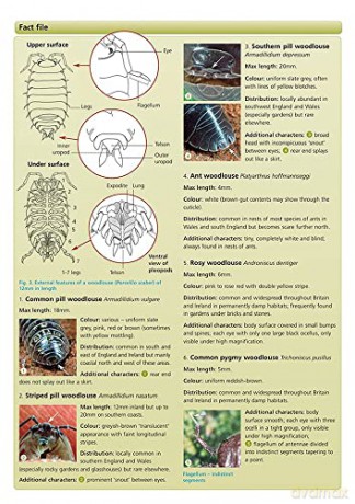 Woodlouse Name Trail - Field Studies Councl [KSIĄŻKA]