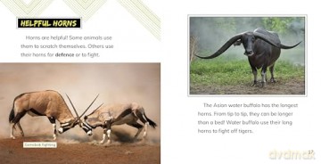 Worlds Most Amazing Animals - Cari Meister [KSIĄŻKA]