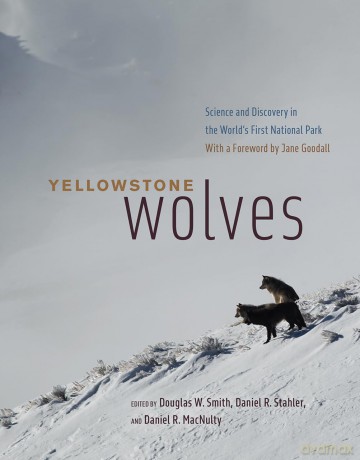 Yellowstone Wolves - D W Et Al Smith [KSIĄŻKA]