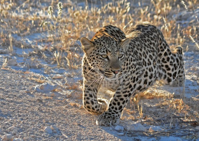 RAVENSBURGER 1000 el. Leopard O Poranku [PUZZLE]