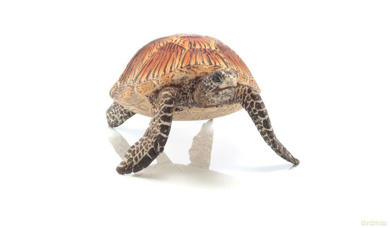 Schleich Żółw Morski [FIGURKA]