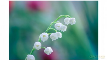 W EXTASE DEO 150ml CONVALLARIA biała
