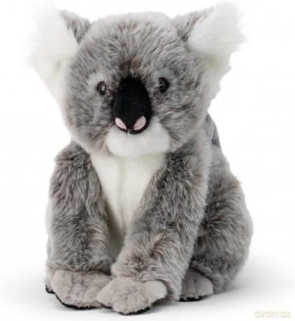 Koala z dzieckiem