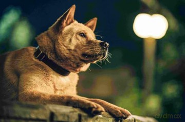 Hachiko [Blu-Ray]