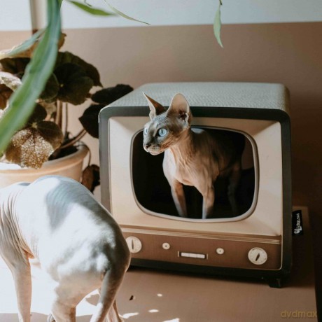 District70 - Telly Cat cave - (871720261530)