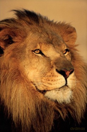 Lion (Close-Up) [PLAKAT]