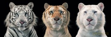 Tim Flach (Tiger Breeding Series) [PLAKAT]