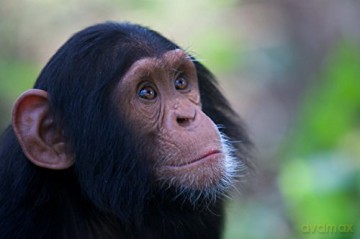 Monkey Planet [Blu-Ray]