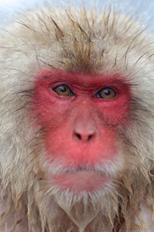 Monkey Planet [Blu-Ray]