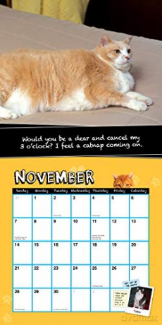 2021 Fat Cats Wall Calendar: Big Cats. Big Cattitude. - Sourcebooks [KALENDARZ]