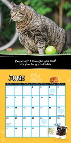 2021 Fat Cats Wall Calendar: Big Cats. Big Cattitude. - Sourcebooks [KALENDARZ]