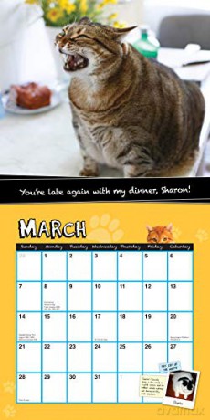 2021 Fat Cats Wall Calendar: Big Cats. Big Cattitude. - Sourcebooks [KALENDARZ]