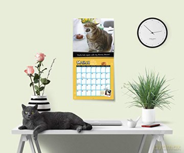 2021 Fat Cats Wall Calendar: Big Cats. Big Cattitude. - Sourcebooks [KALENDARZ]