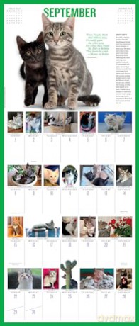 365 Kittens-A-Year Picture-A-Day Wall Calendar 2024: Absolutely Spilling Over With Kittens - Workman Calendars [KALENDARZ]