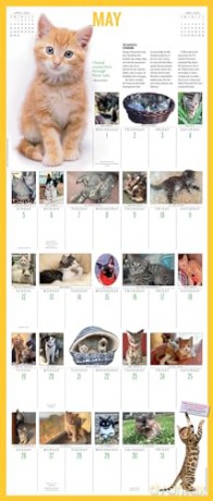 365 Kittens-A-Year Picture-A-Day Wall Calendar 2024: Absolutely Spilling Over With Kittens - Workman Calendars [KALENDARZ]