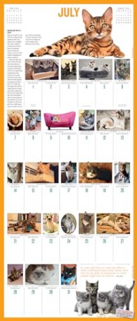 365 Kittens-A-Year Picture-A-Day Wall Calendar 2024: Absolutely Spilling Over With Kittens - Workman Calendars [KALENDARZ]