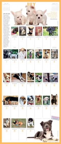 365 Puppies-A-Year Picture-A-Day Wall Calendar 2024: Absolutely Spilling Over With Puppies - Workman Calendars [KALENDARZ]