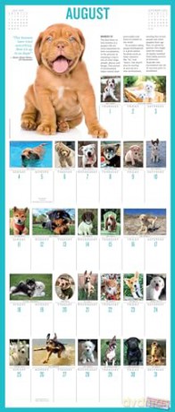 365 Puppies-A-Year Picture-A-Day Wall Calendar 2024: Absolutely Spilling Over With Puppies - Workman Calendars [KALENDARZ]