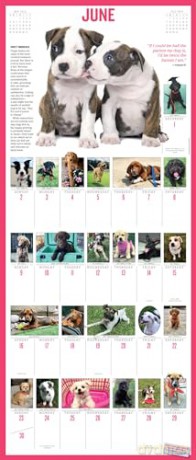 365 Puppies-A-Year Picture-A-Day Wall Calendar 2024: Absolutely Spilling Over With Puppies - Workman Calendars [KALENDARZ]